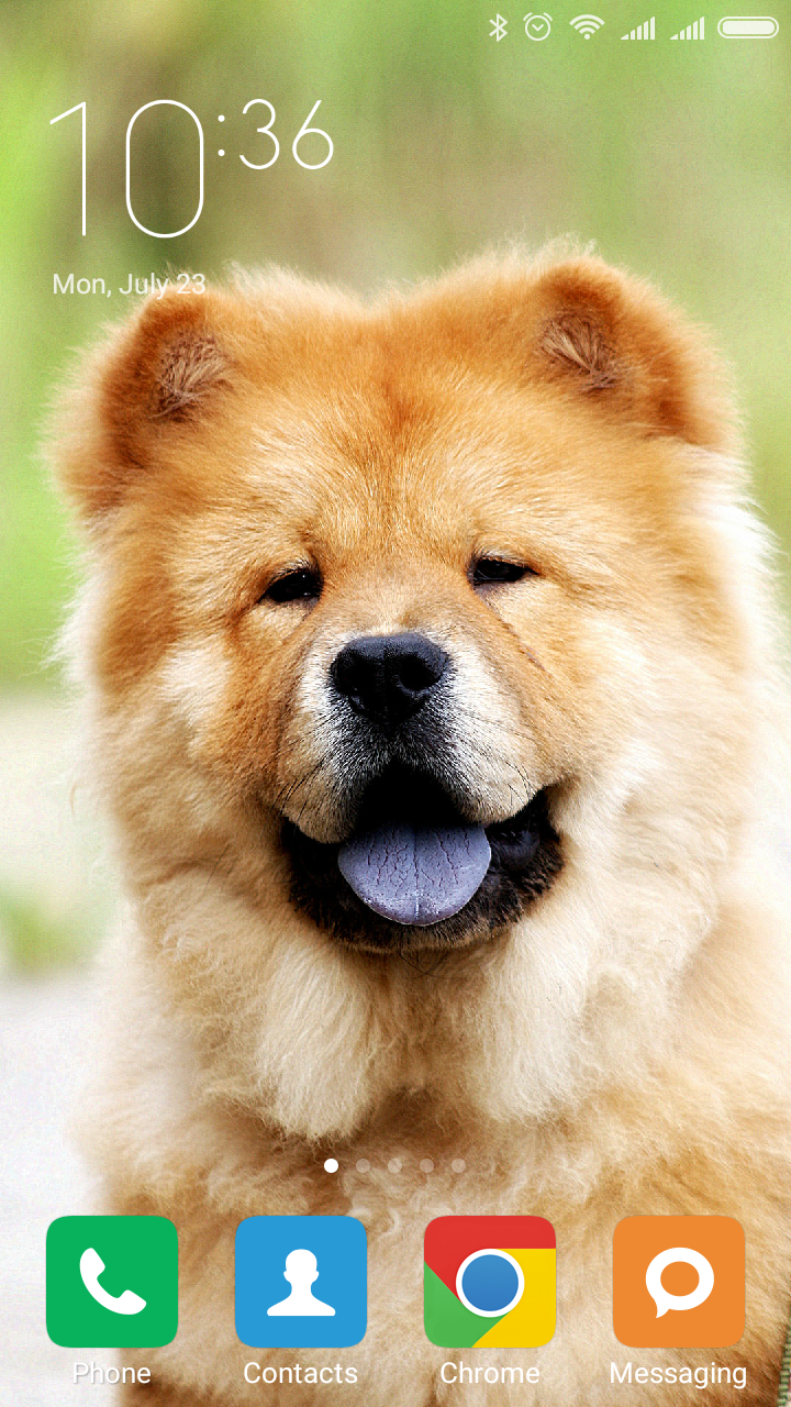yellow chow chow