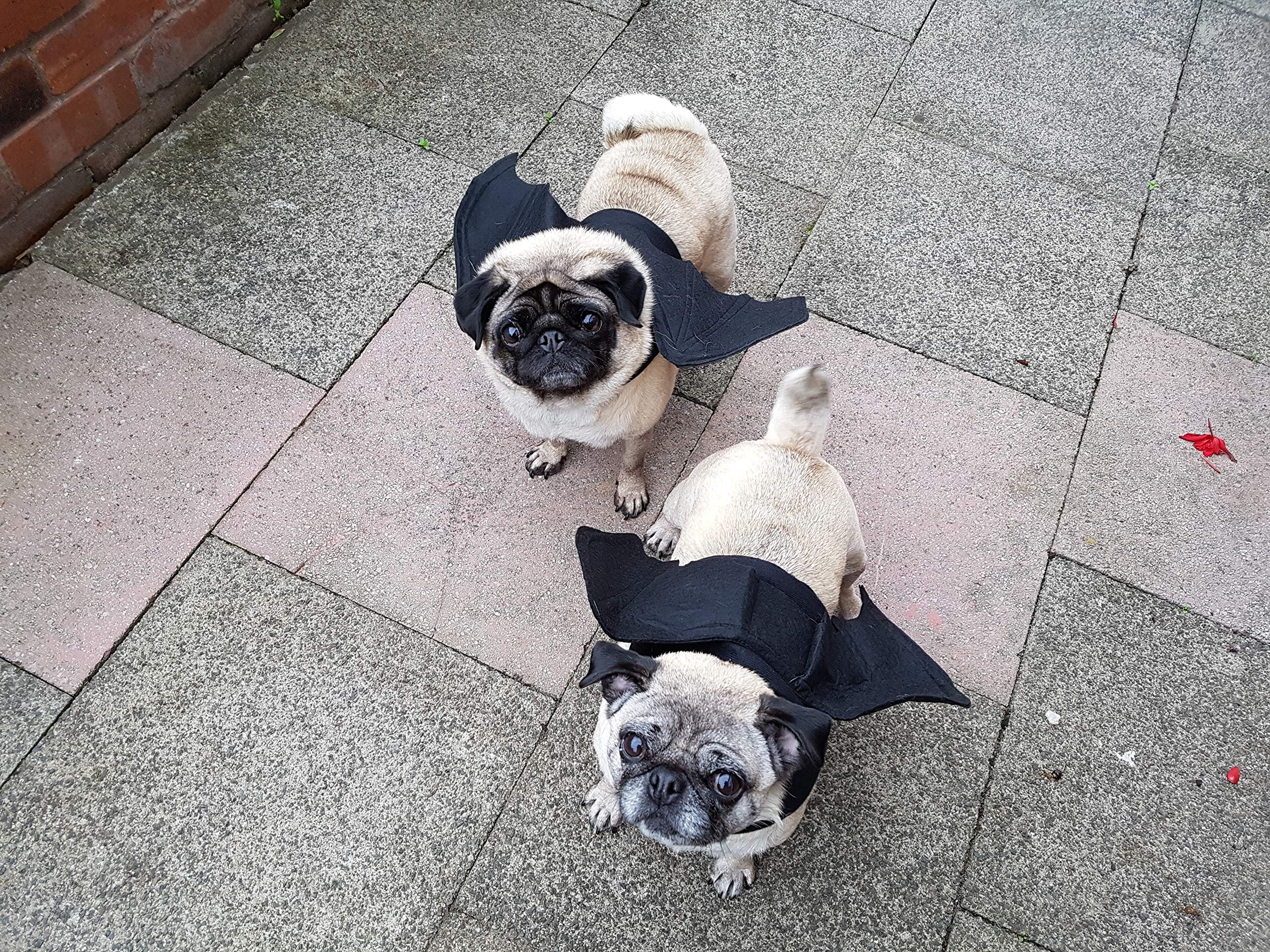 retro joey Dog Cat pet halloween black batwings size