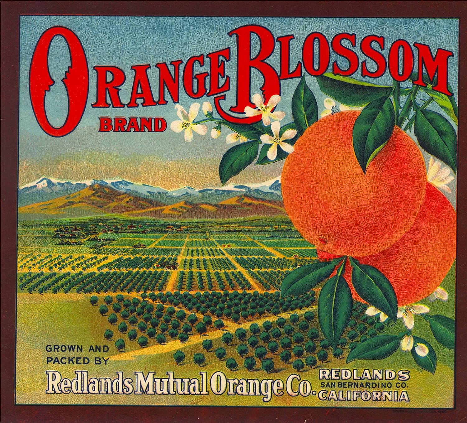 labels collectibles riverside beauty california orange citrus fruit