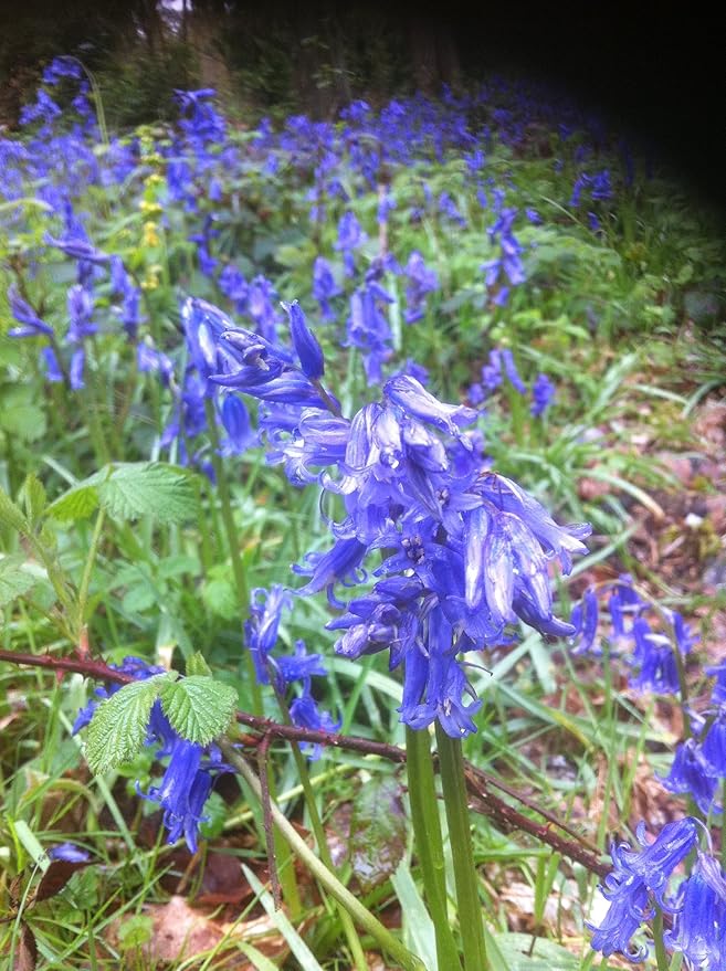 Premier Seeds Direct 1SH3YPB08C Pure English Bluebell Seeds (Pack of