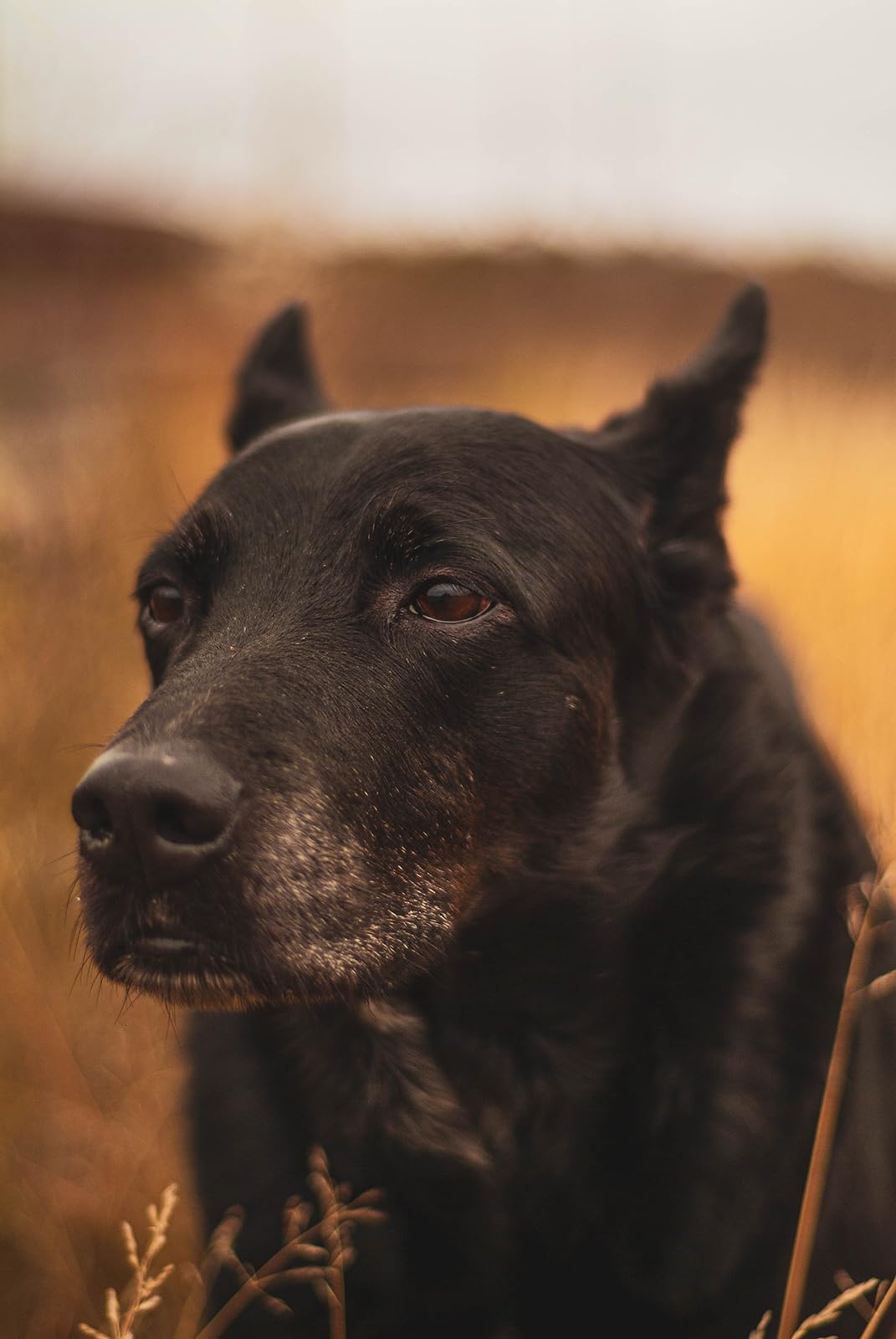 Best cheap lens you can get