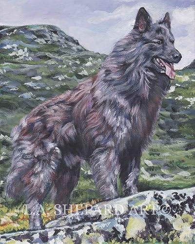 Amazon Com A Long Hair Dutch Shepherd Dog Art Portrait Print Of