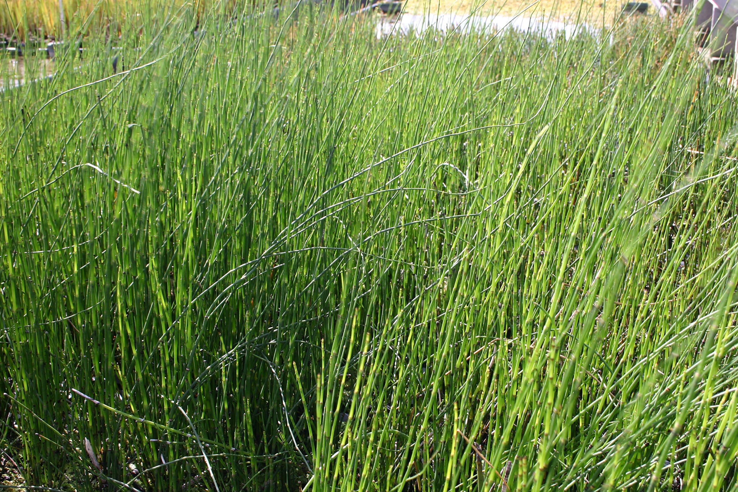 POND PLANT, RUSH HORSETAIL