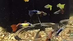 hikari usa tropical fancy guppy