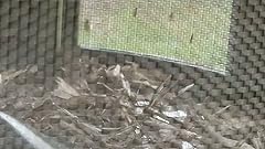 Amazon.com : DynaTrap Insect Trap (DT1775), 1 Acre, AtraktaGlo Light