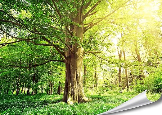 PMP-4life Baum-Poster | 140x100cm | hochauflösendes XXL Wand-Bild Baum, Natur Poster extra groß, XL Fotoposter | Wand-deko Bi