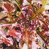 Scott&Co Salad Seed Kit 10 Vegetable Varieties Grow Your Own Veg view 9
