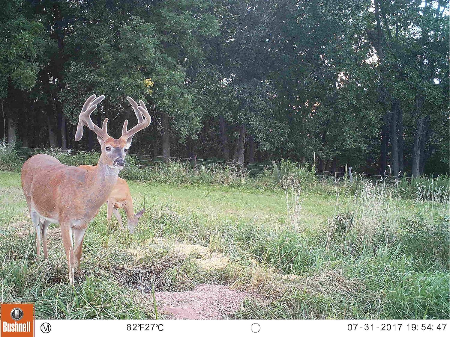 Bushnell 16MP Trophy Cam HD Essential E3 Trail Camera, Brown, with 32GB SD Memory Card : Sports & Outdoors
