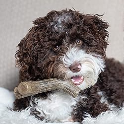 Benebone Puppy Maplestick Dog Chew Toy, Made in