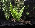 Amazon.com: Aquatic Arts Java Fern - 2 Bunches – Live Aquarium Plant 3 ...