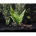 Amazon.com: Aquatic Arts Java Fern - 2 Bunches – Live Aquarium Plant 3 ...