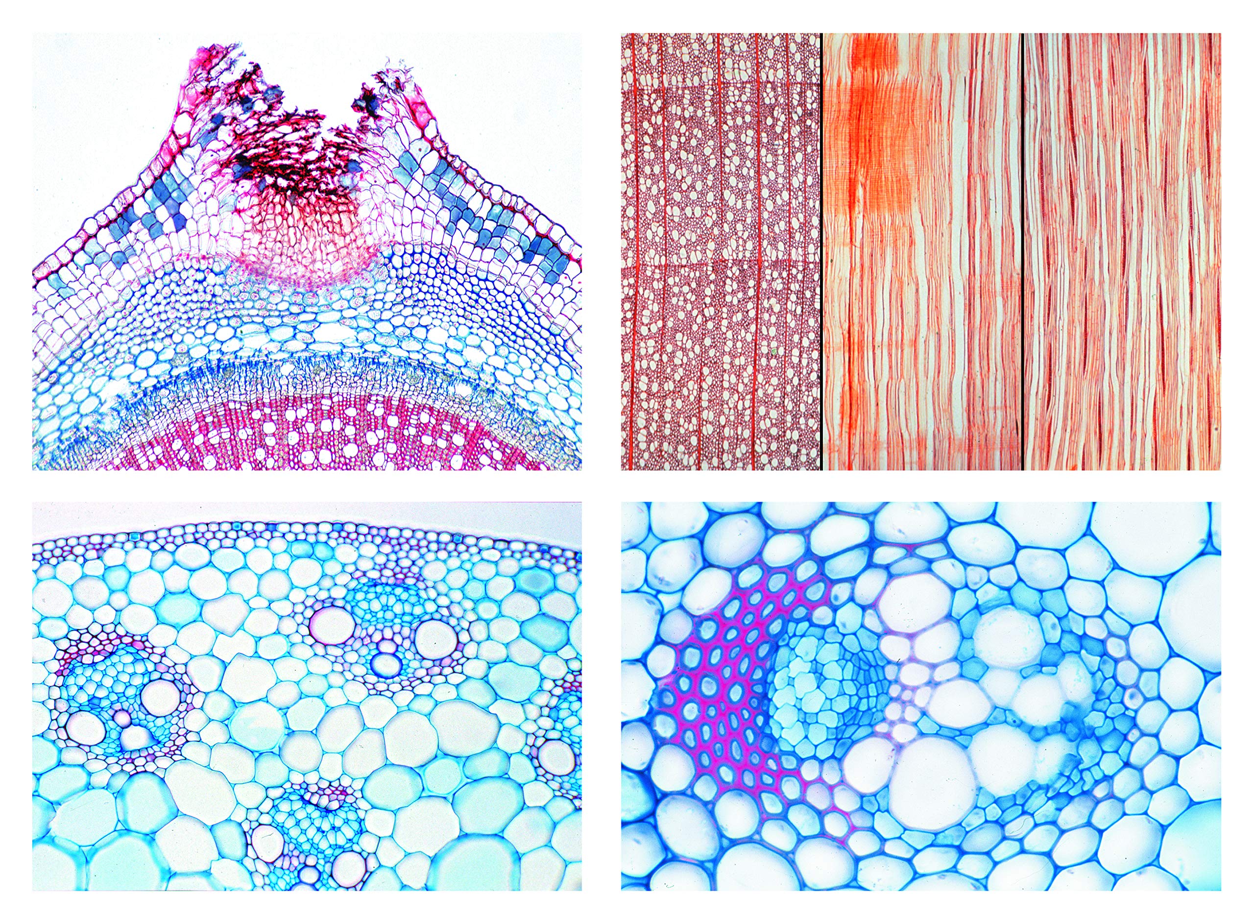 3B Scientific Biology Microscopy Microproparates Series Flowering plants (Magnoliopsida): Root