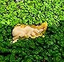 Top Collection Enchanted Story Fairy Garden Sleeping Fairy Babies Statua all 'ape