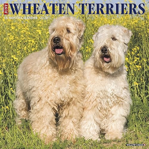 Download Just Wheaton Terriers 2020 Calendar PDF