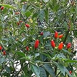 Wayland Chiles Bird Chile Seeds