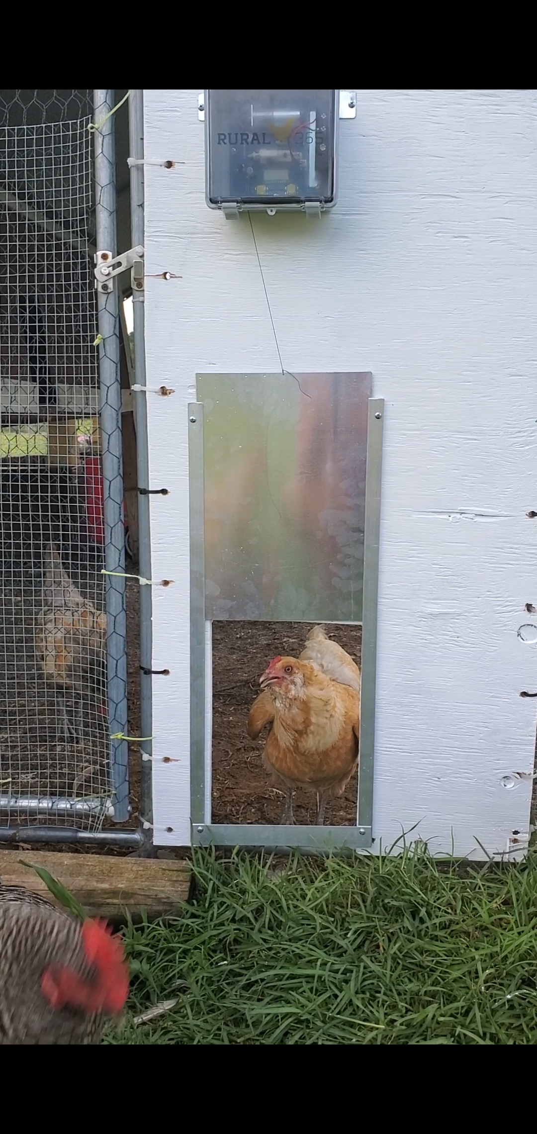 16/mo Finance Rural365 Automatic Chicken Coop Door Electronic Automated Opener Panel for