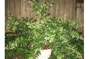 DAYLILY NURSERY 2 Nicely-Sized 4 inch Pots of Fragrant Night Blooming Jasmine