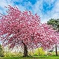 KVITER 30 Weeping Cherry Sakura Tree Seeds for Planting (Prunus Subhirtella) – Pink Japanese Cherry Blossom Tree, Higan/Rosebud/Spring Cherry Seeds – Flowering Trees for Home, Patio & Outdoor Garden
