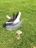 Icotec PD200 Universal Decoy - Heavy-Duty - Adjustable Speed - 2 ...