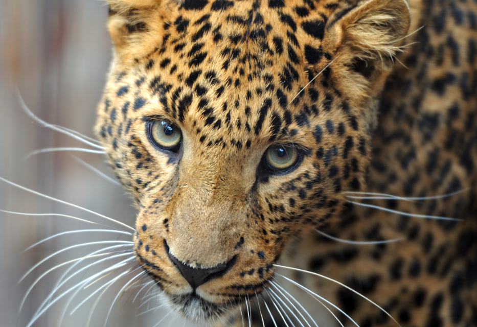 Top 5 Most Endangered Animals