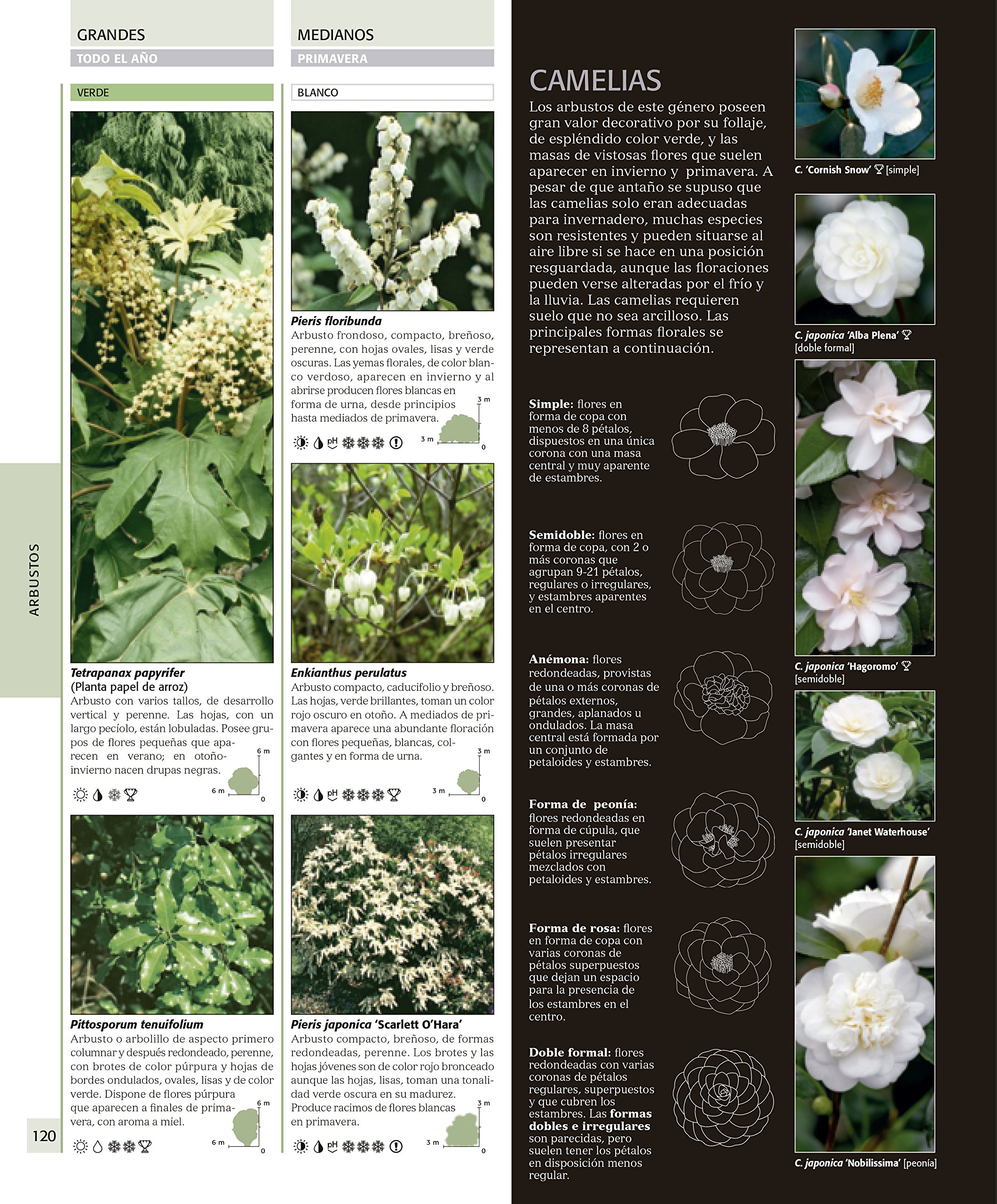 Enciclopedia de plantas y flores. The Royal Horticultural Society ...