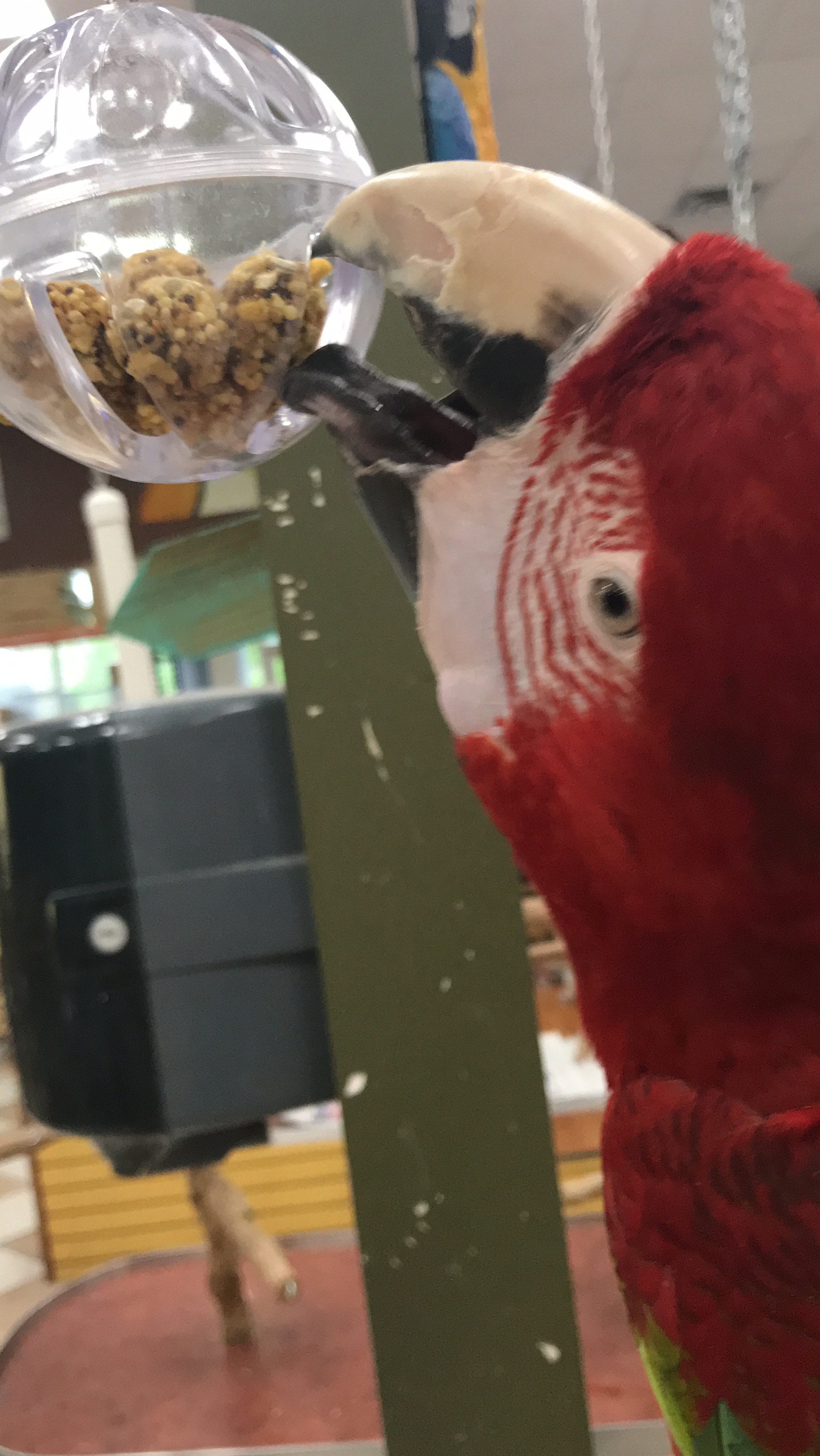 6 Birds+LOVE+Hanging+Foraging+Unscrew