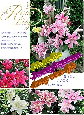 Amazon ゴージャスな百合球根 ローズリリー 大球 3色各1球 Br Amazon ゴージャスな百合球根 ローズリリー 大球 3色各1球 Br