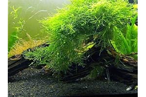 Aquatic Arts Java Moss (Large 25 Square Inch Portion) Freshwater Aquarium Plants | Java Moss Live Plant for Aquarium | Aquarium Plants Live | Pairs Well with Marimo Moss Balls in Planted Aquarium
