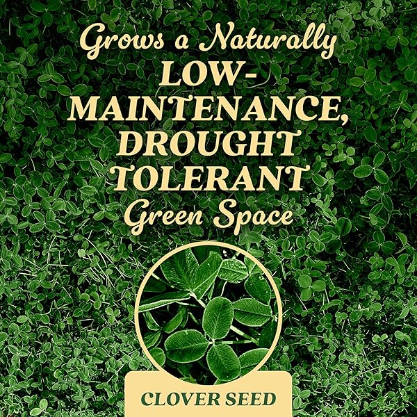 O.M. SCOTT AND SONS CLOVER SEED – LAWN SEED GROWS A NATURALLY LOW MAINTENANCE, DROUGHT-TOLERANT LAWN, 1,000 SQ. FT., 2 LB.