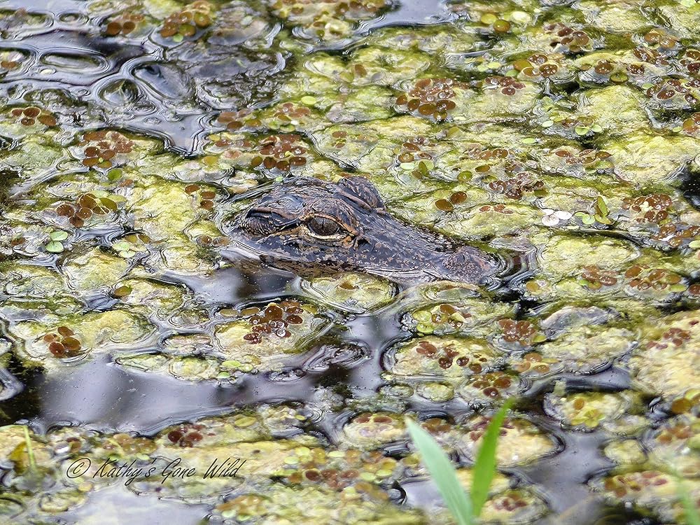 National geographic animal facts image