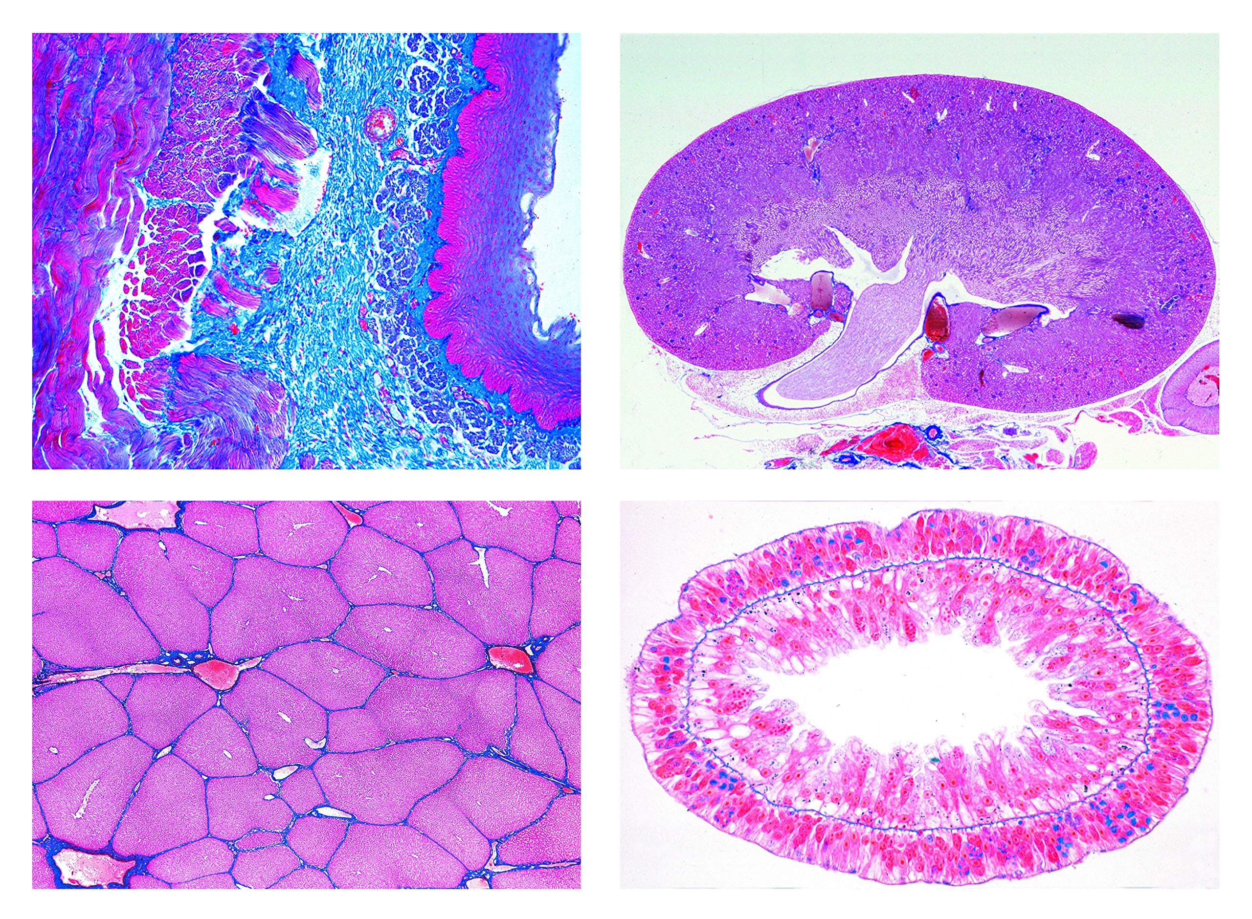 3B Scientific Biology Microscopy Micropräparates Series_ Cell, Tissue and Organs