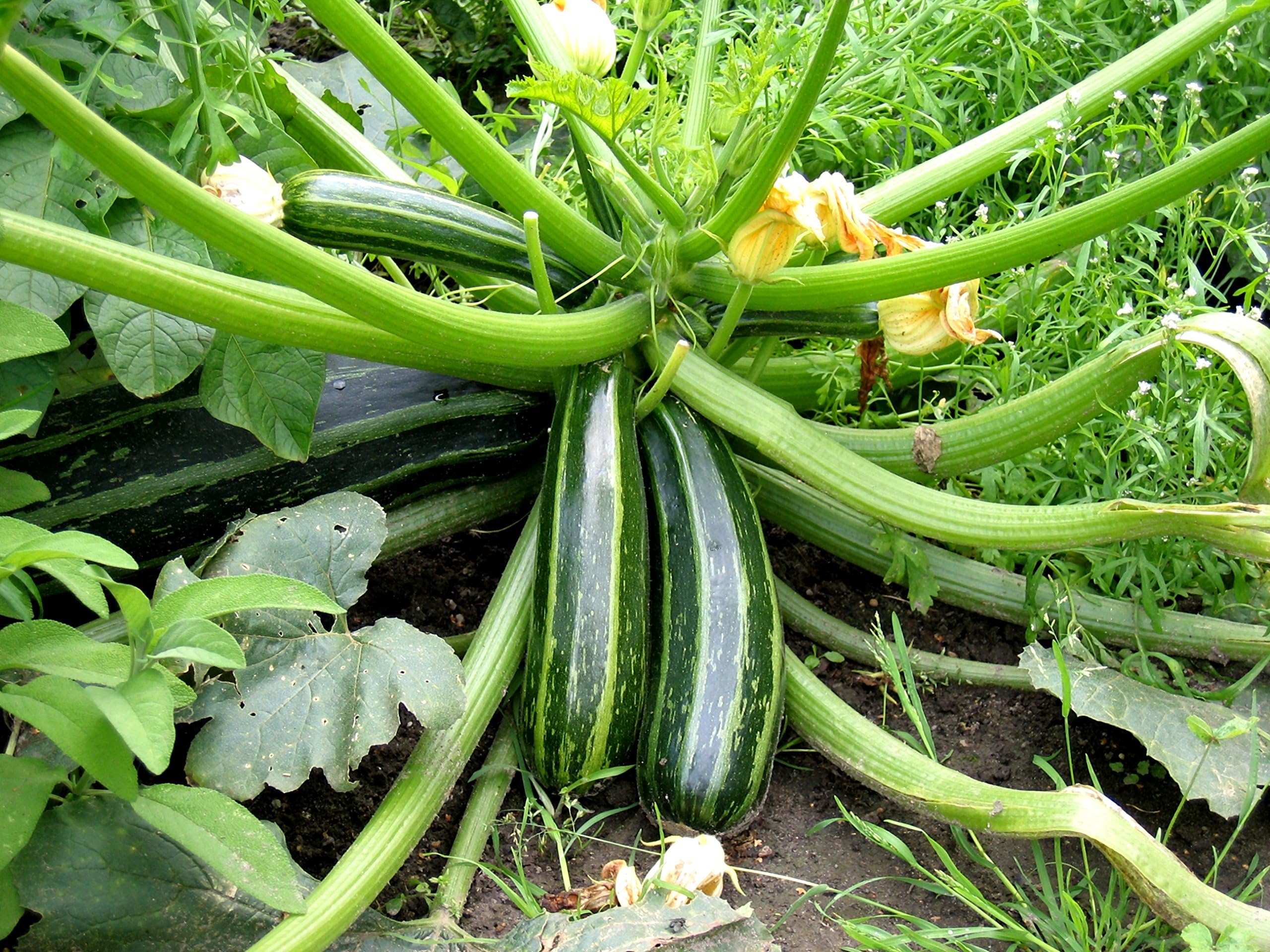 SQUASH ZUCCHINI Live Plants - 2 Live Plant Fit 3" Pot