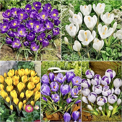 Humphreys Garden Crocus Croco Mixed X 50 Bulbs Bulbi Da Fiore Amazon It Giardino E Giardinaggio