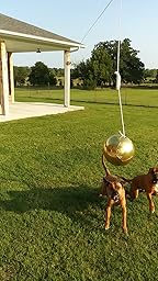 dog tether ball