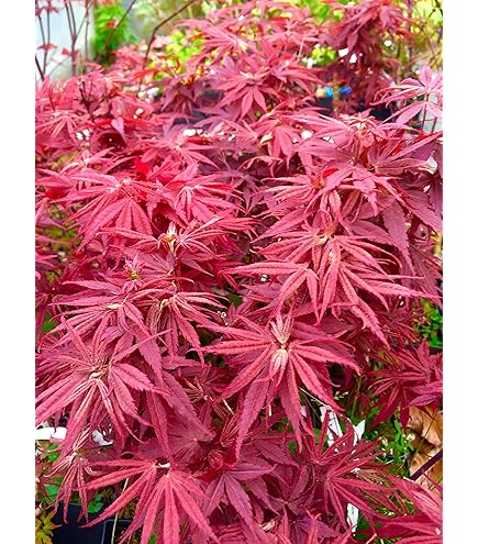 Amazon.com : Shishio Hime Dwarf Japanese Maple 1 - Year Live