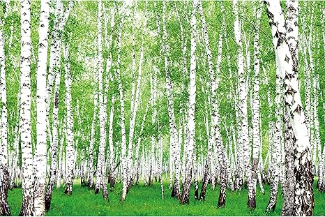 Great Art Papier Peint Arbres De La Foret Bouleau Foret Decoration Murale Nature Paysage Vert Papier Peint Paysage De Bouleau Foret Nordique Image 210 X 140 Cm Amazon Fr Bricolage