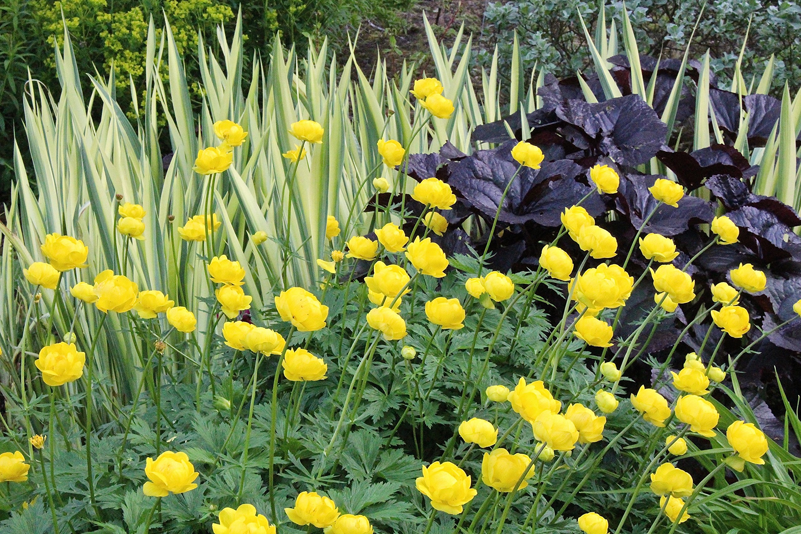 Buy Trollius x cultorum 'Lemon Queen' aka yellow globeflower a