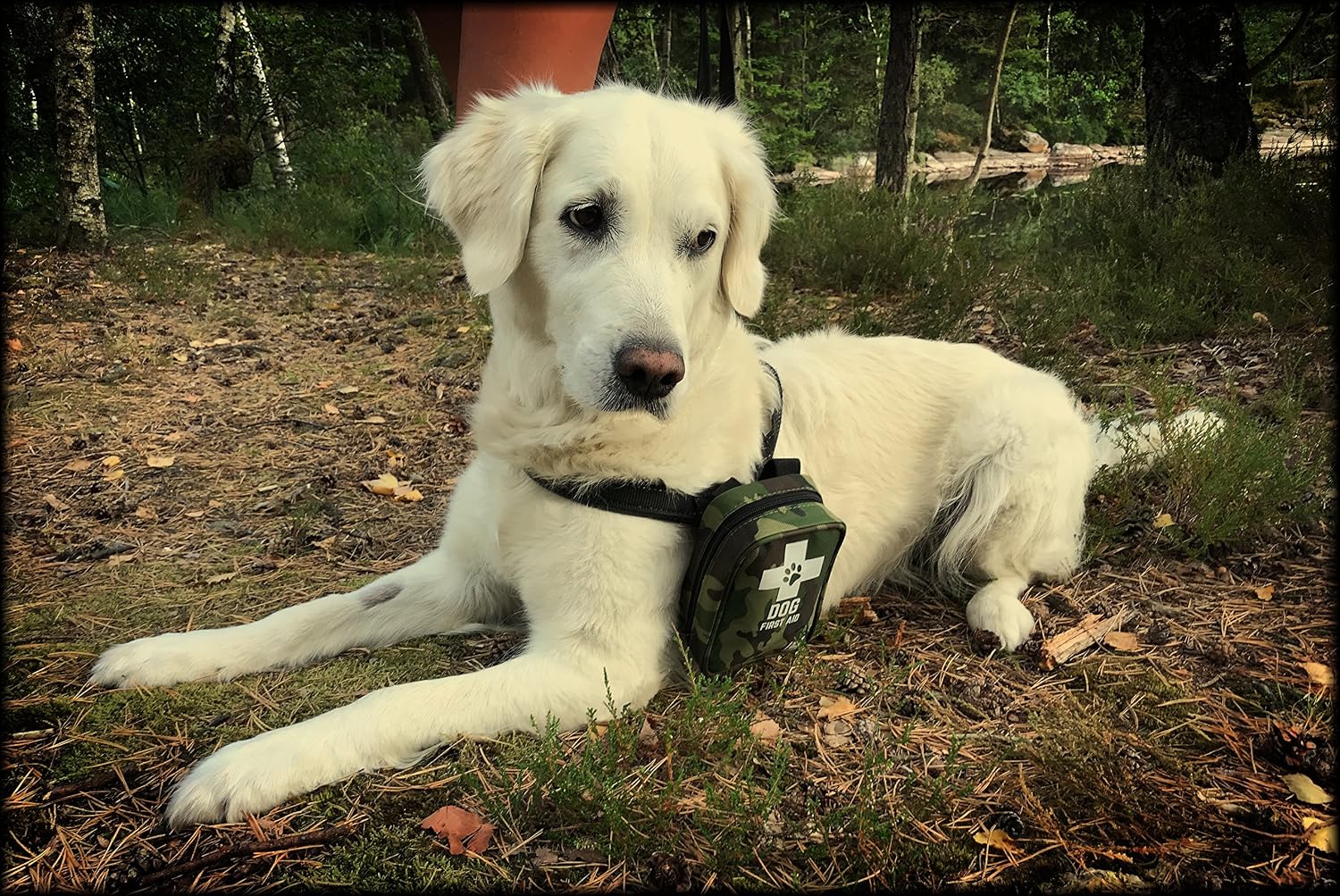 botiquines de primeros auxilios para perros