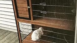 kaytee 2 story rabbit hutch