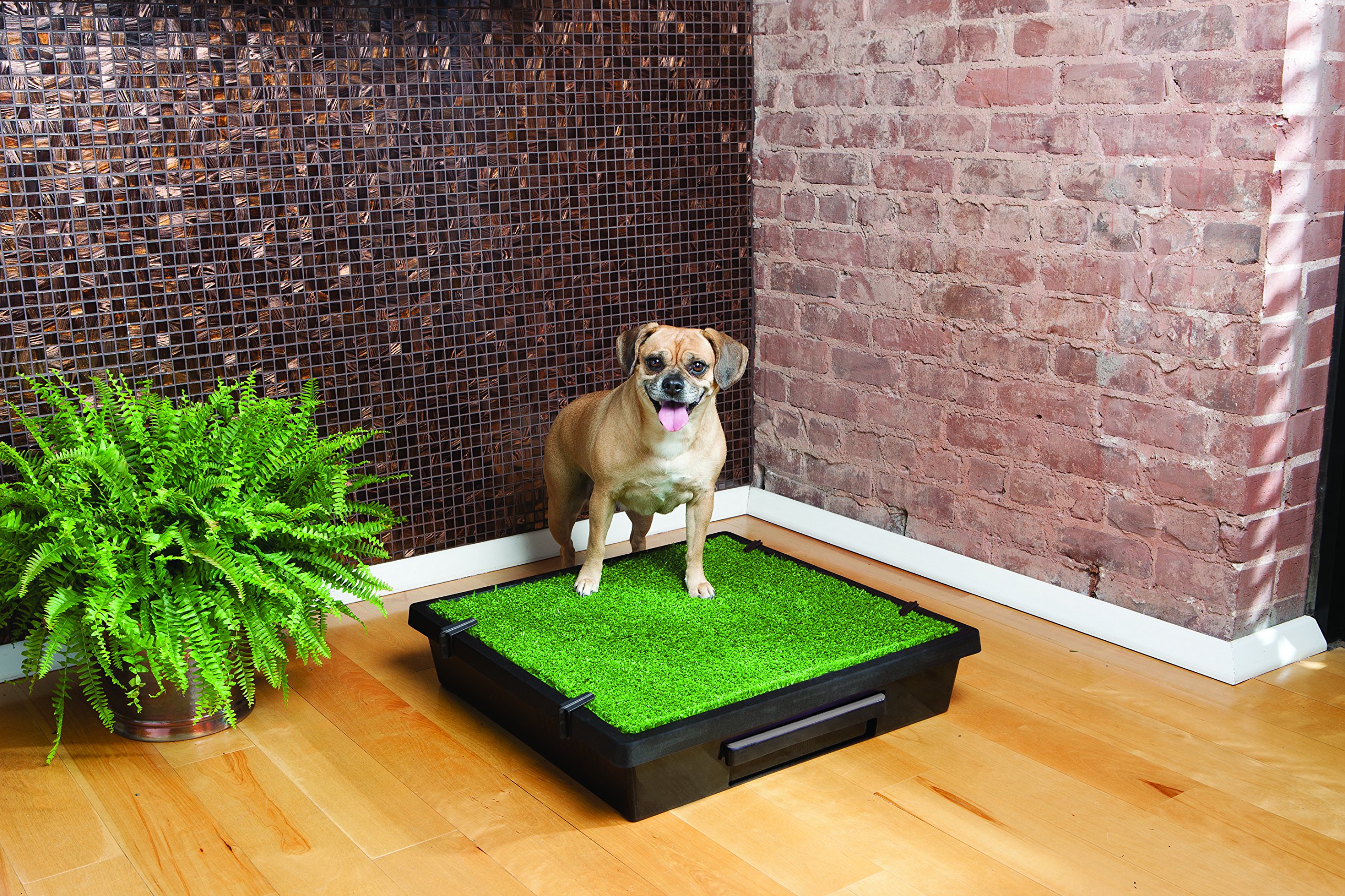 PetSafe Pet Loo Portable Indoor/Outdoor Dog Potty, Alternative to Puppy Pads, 3 Size Options for Small, Medium and Large Breeds