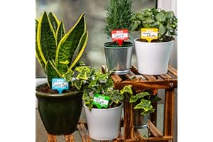 BUBBLEGUM STUFF Plant Name Badges - Wipeable Labels for House Plants - Home Accessories - x 12 100% Recycled Name Tags for Indoor Plant Pots - Pen Included