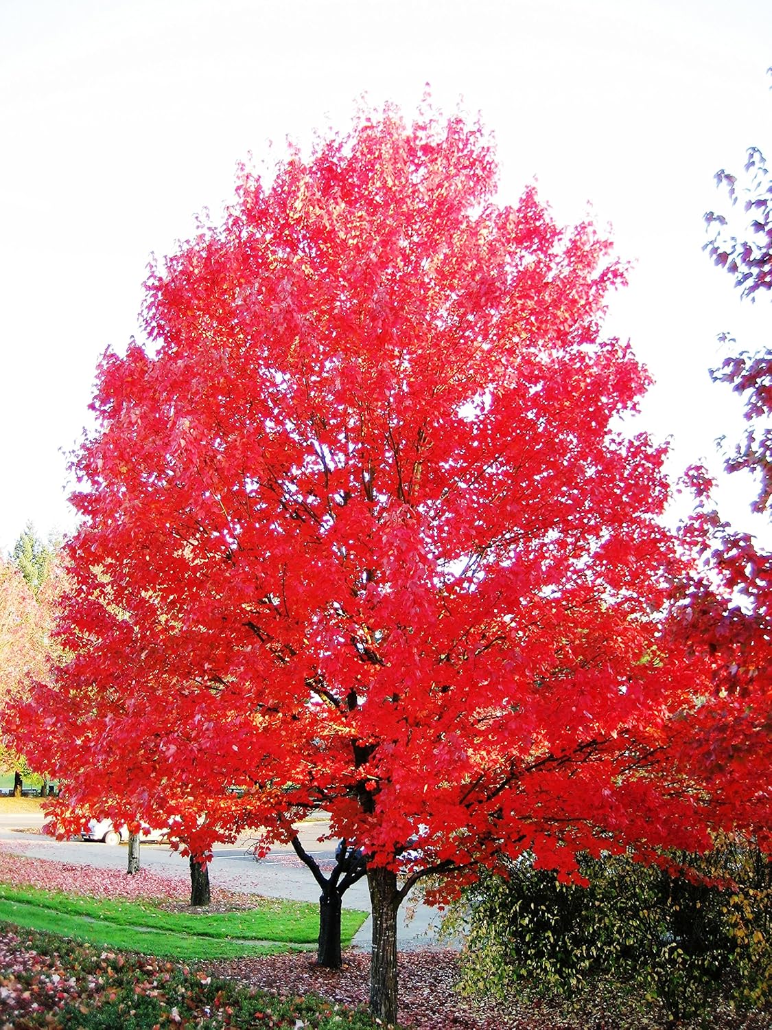 can you make money selling maple trees