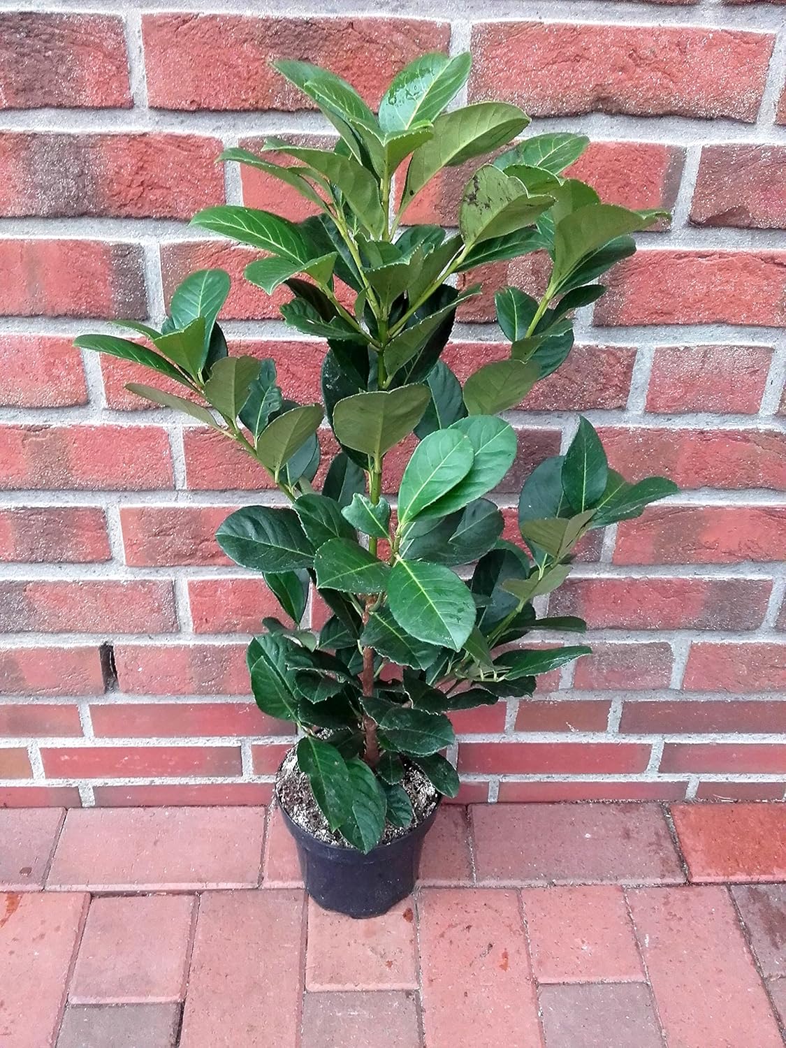 10 Kirschlorbeer-Pflanzen 3 Liter Hecke Prunus Caucasica ...