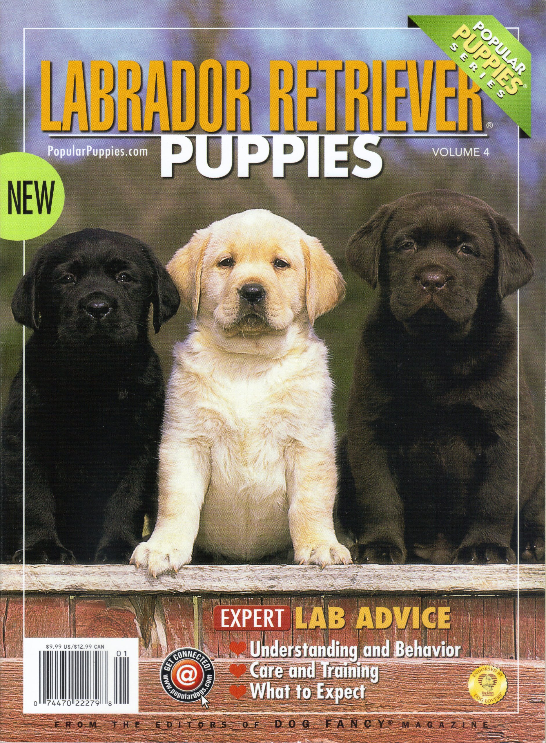 labrador puppies amazon