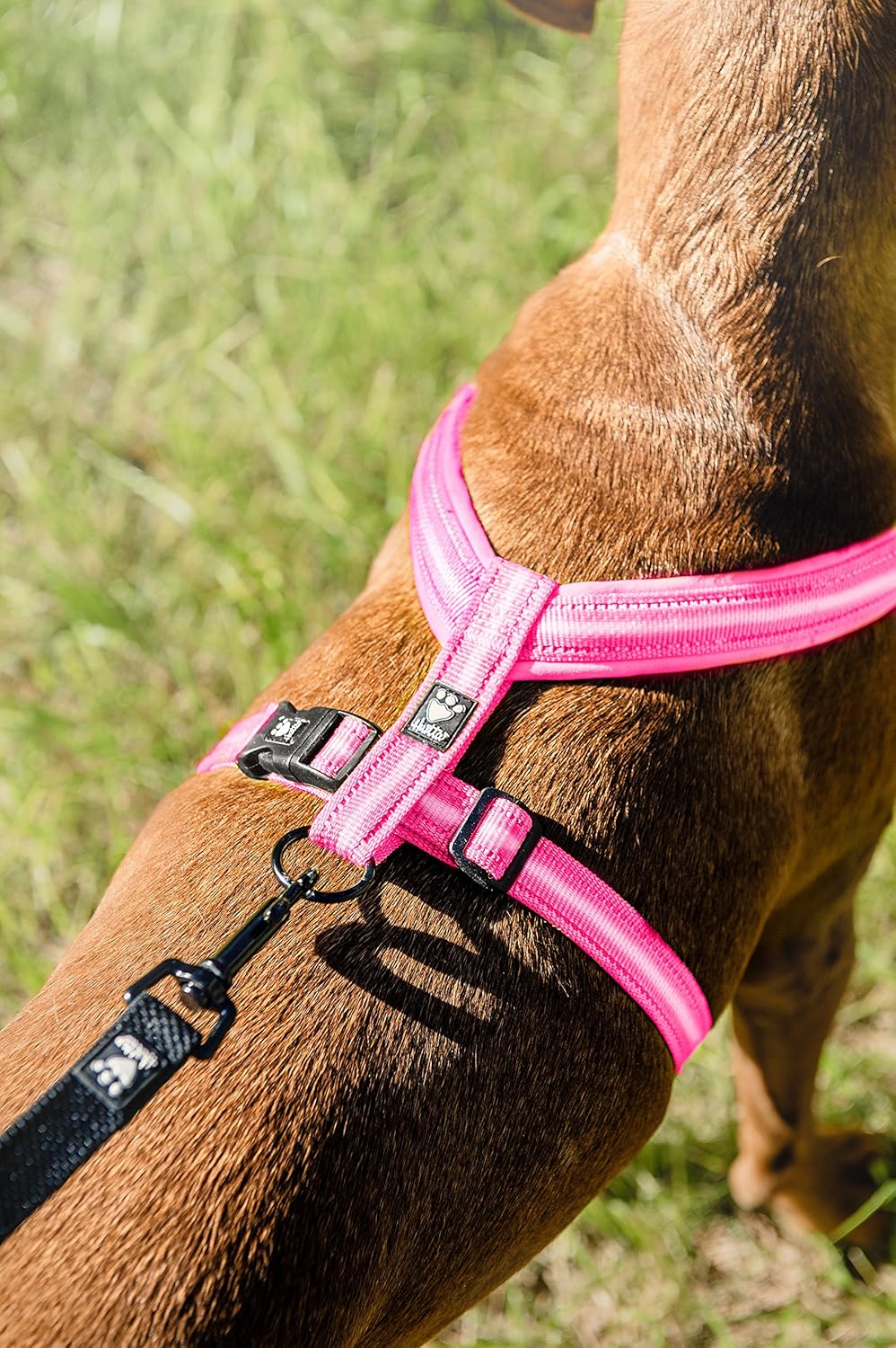 hurtta padded y harness