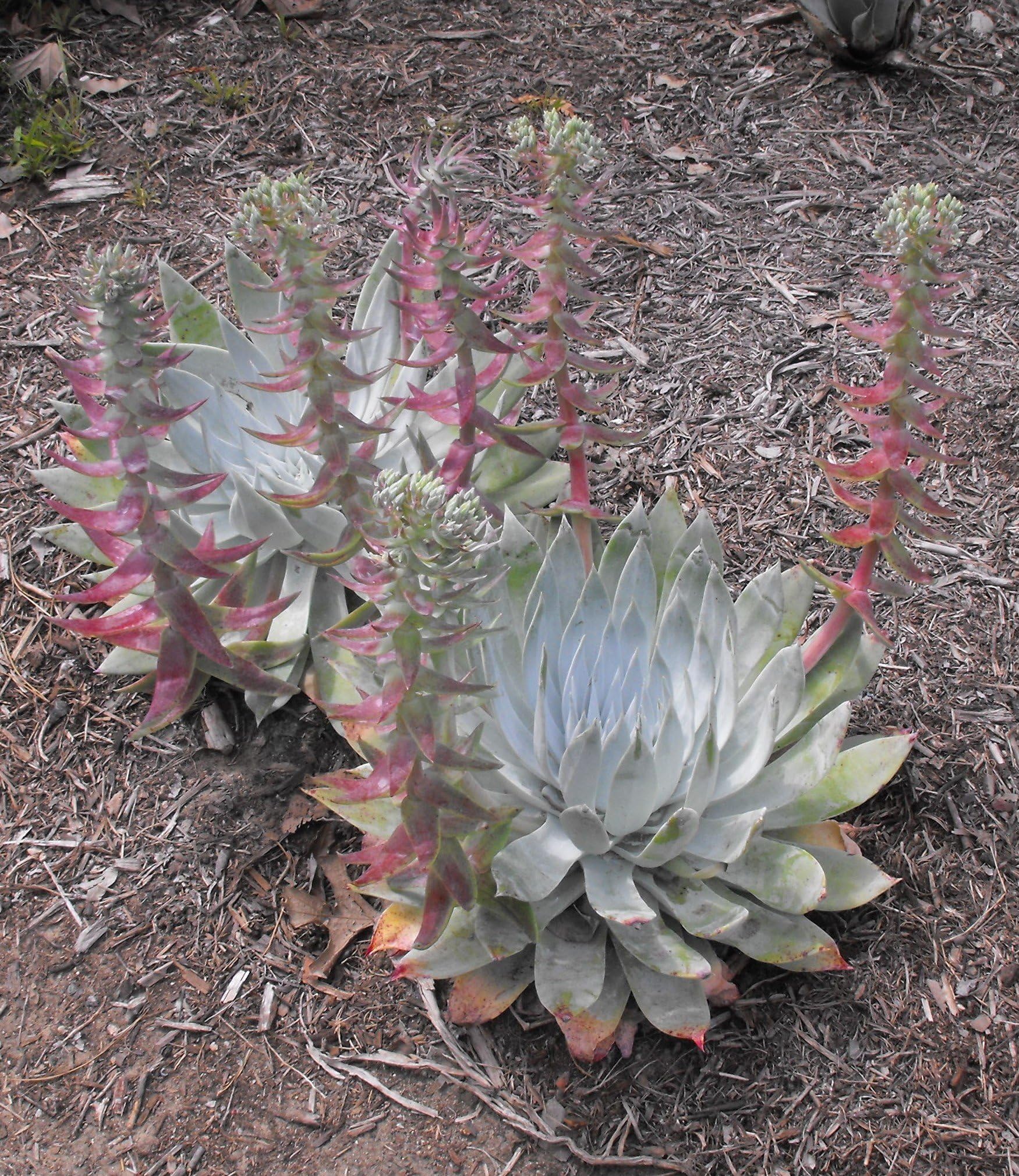 Dudleya Brittonii ~ Giant Chalk Dudleya ~ Mexican Succulent ~ 5 Tiny Seeds ~