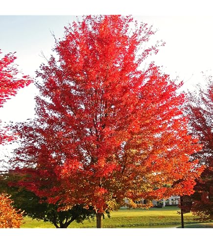 Amazon.com : TomorrowSeeds - Red Maple Tree Seeds - 50+ Count