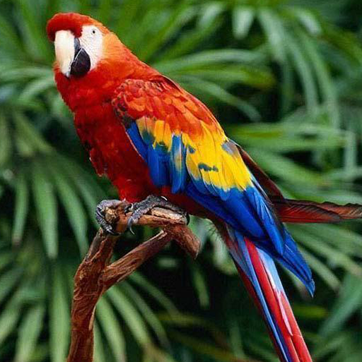 Scarlet Macaw Parrot Amazon Com Appstore For Android