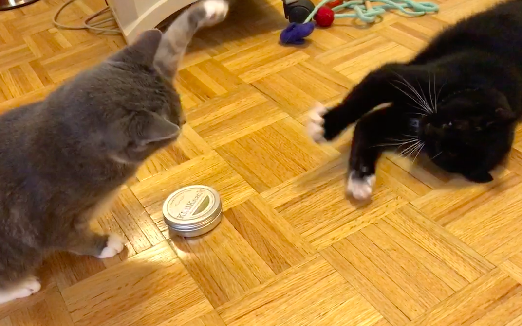 my cat sneak attacking after kittikrack