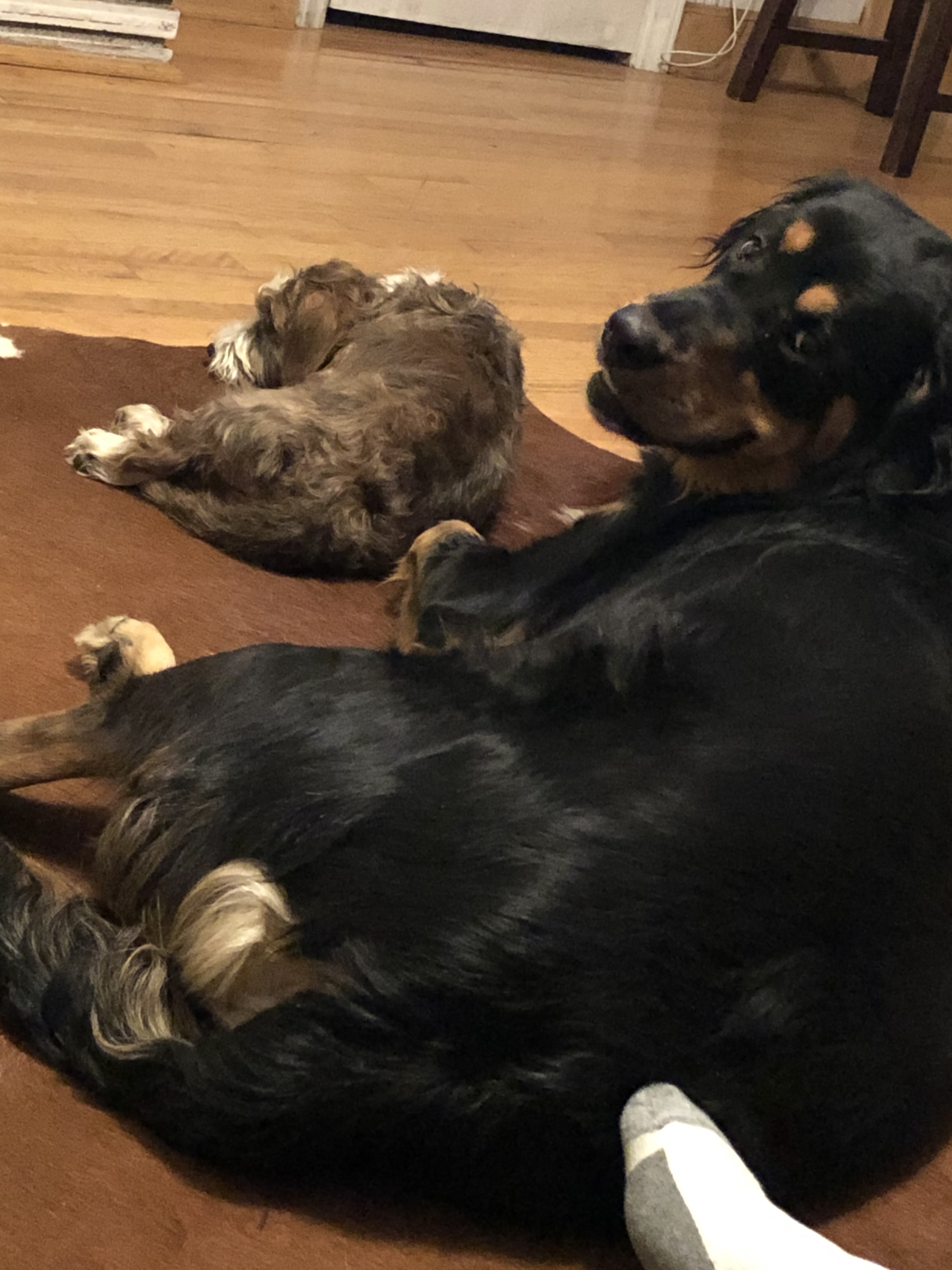 Nutramax Cosequin for Dogs Joint Health Supplement, Contains Glucosamine, Plus Chondroitin, MSM and Omega-3s, Supports Joint and Skin and Coat Health, Soft Chews, 120 Count photo review